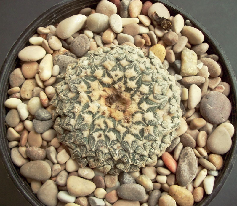 Ariocarpus kotschoubeyanus v. albiflorous